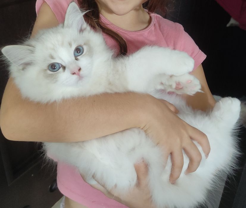 Cookie. Kot Ragdoll. Rodowód. Gotowy do zmiany domu.