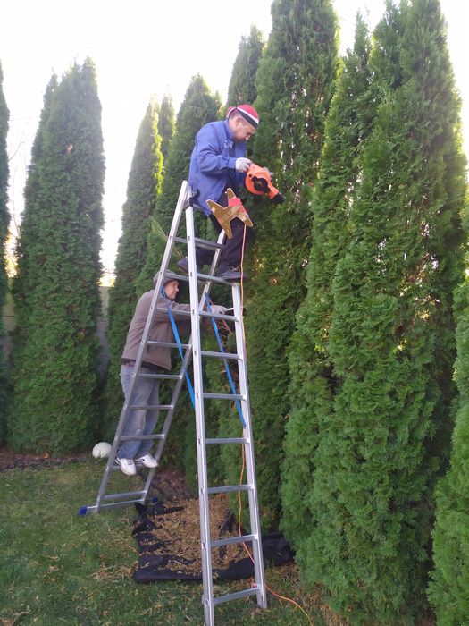 Чистка туй і обрізка дерев Осокорки,Золоче,,Бортничи.