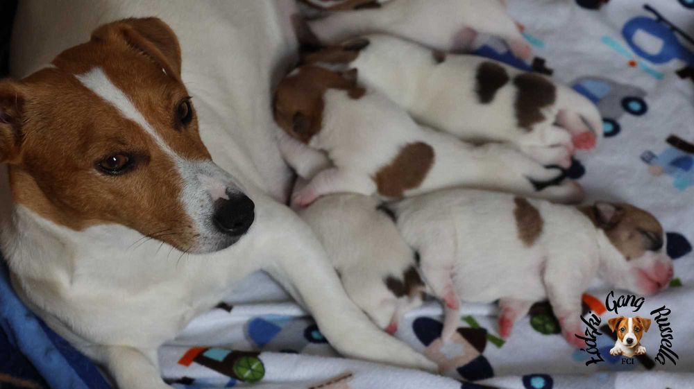 ZAPOWIEDŹ Jack Russell Terrier ZKwP FCI- PIESEK /badania genetyczne