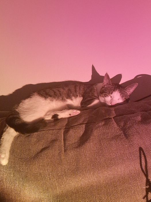 Oddam kota niewychodzącego