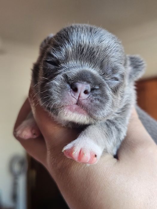 Bulldog Francês fêmea