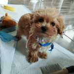 Samczyk Maltipoo F1 z Rodowodem