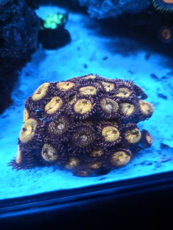 Koralowiec Zoanthus Pandora