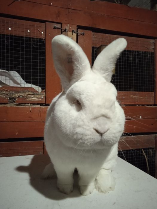 Samiec Nowozelandzki biały