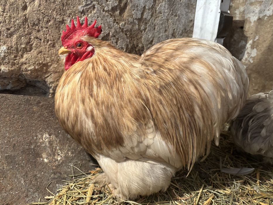 Карликовий кохінхін (боблейт)