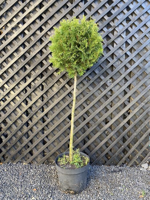 Туя на штамбі Самшит на штамбі Бересклет на штамбі Вейгела на штамбі