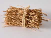 Molho de raiz de Vetiver seca