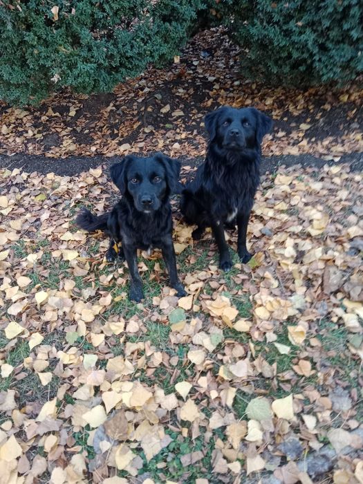 Братья-близнецы ищут дом, и надежного хозяина.