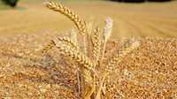 Пшениця яра , яровая пшеница,пшеница сорт Широкко,Посевная пшеница