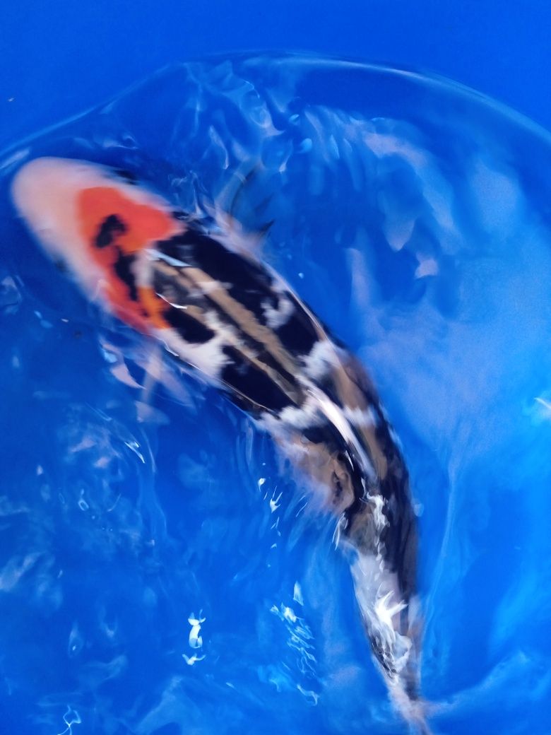 Carpa. Koi  showa