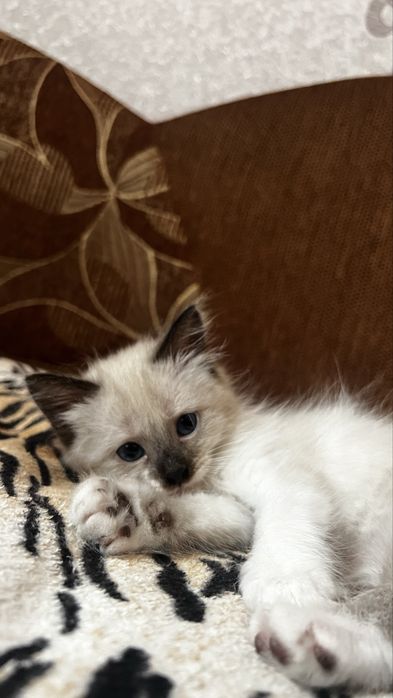 Кошенята в добрі руки