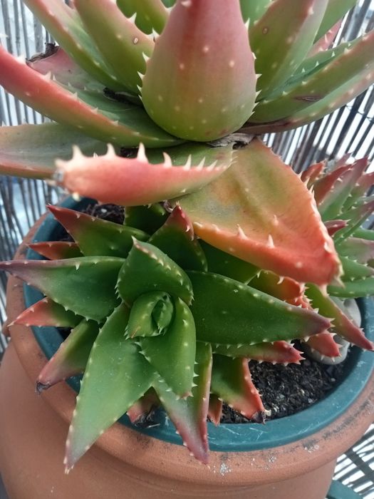 Aloe Brevifolia.rebentos