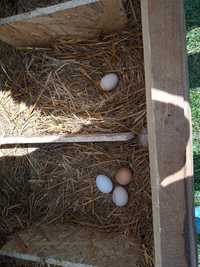 Jajka jajeczka 10 szt ekologiczne wybieg pod chmurką