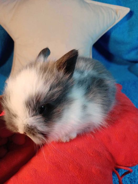 Króliczek Karzełki Teddy z hodowli Polskie -Jabłuszko PL.- rezerwacja