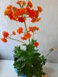 Kwiatek Żyworódka Kalanchoe