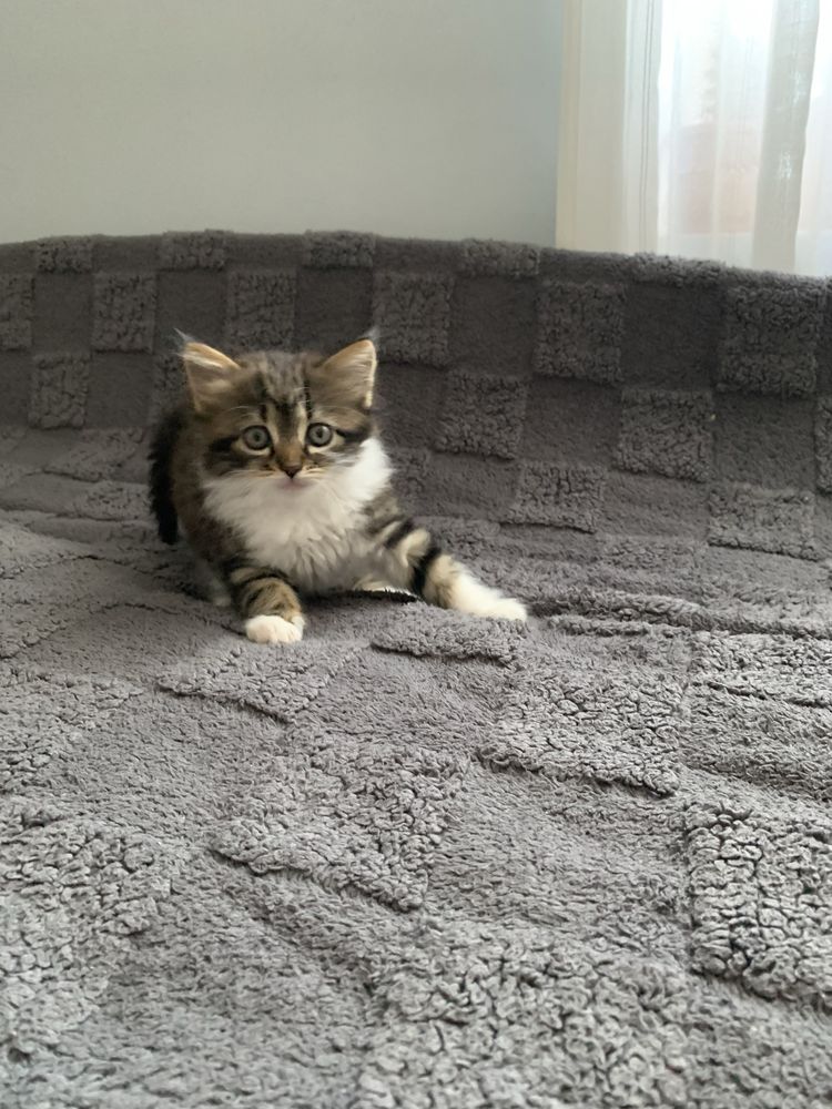 Кошенята , котики