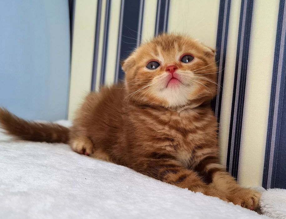 Цинамонове кошеня з документами клубу