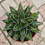 Agawa królowej Wiktorii Agave victoriae reginae Roślina w doniczce