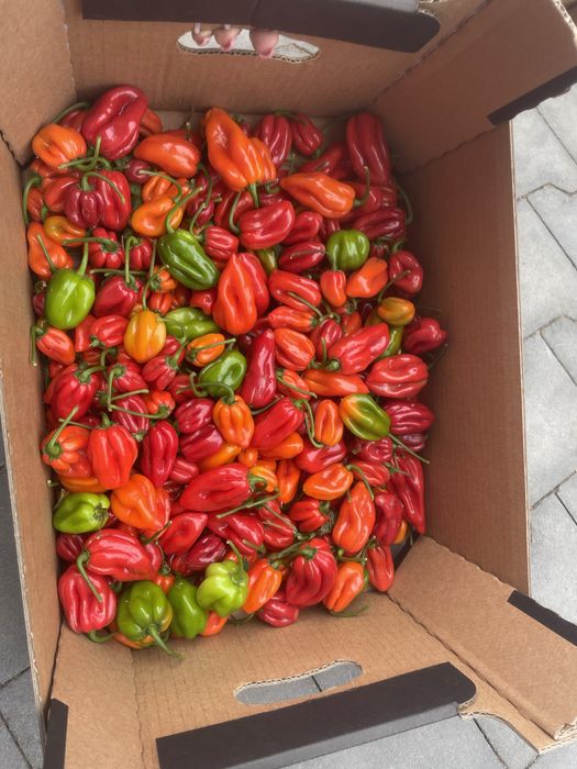 4 kg papryki habanero