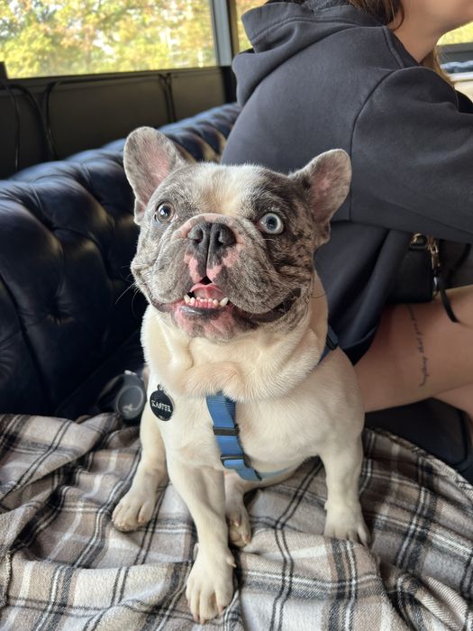 французский бульдог вязка