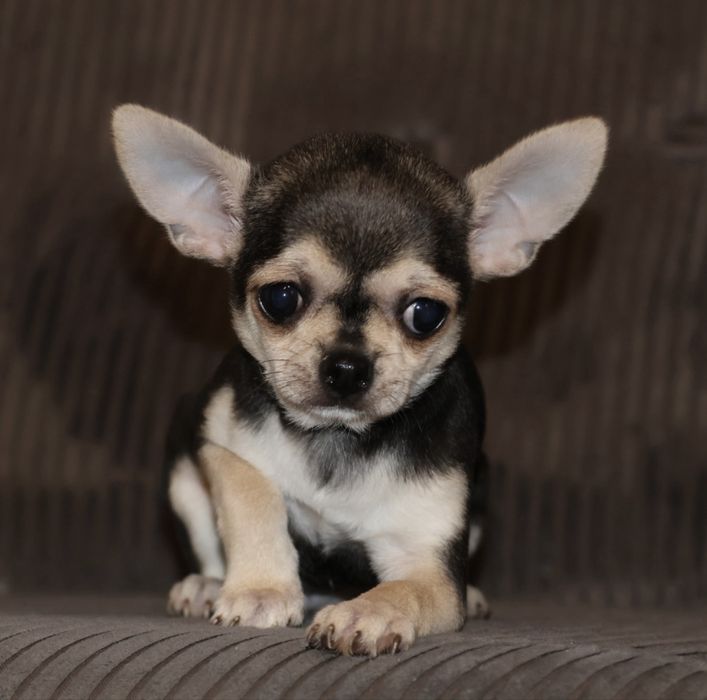 Chihuahua Piesek Czarny Podpalany XXS
