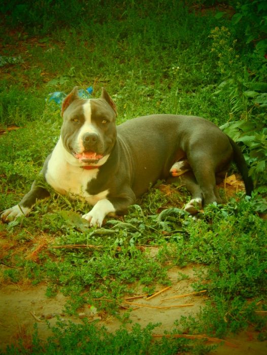 Амстафф. Вязка. Голубой.