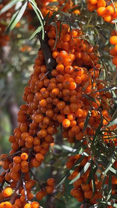 Саджанці обліпихи сорту Герго!! Великий вибір сортів!