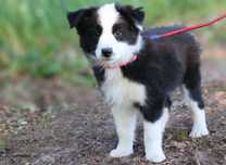 Suczka border collie ZKwP /FCI