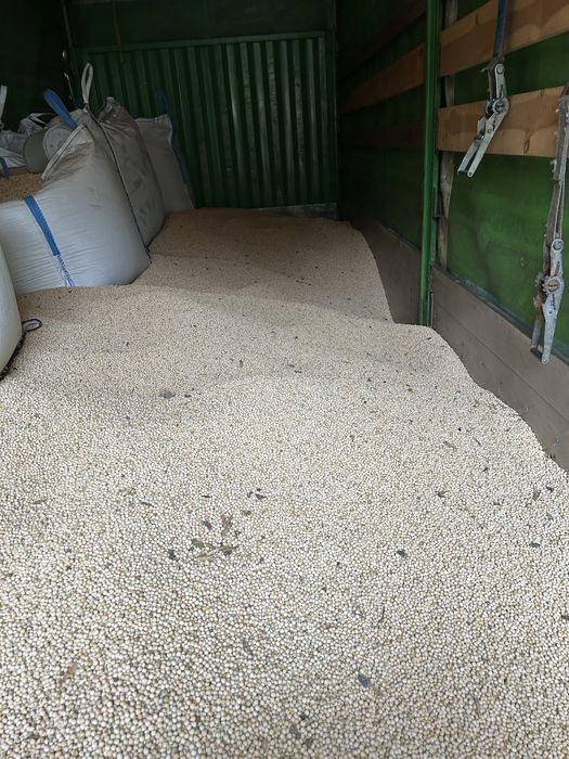 Groch zimowy,groch zimowy