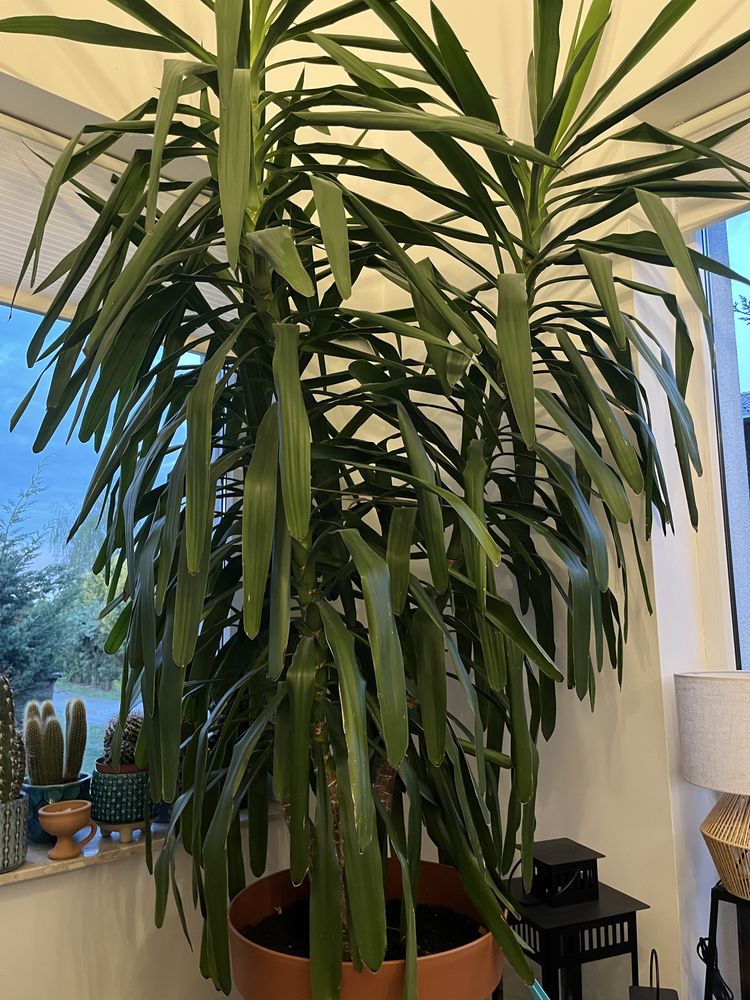 Piękna duża Yucca filamentosa z donicą
