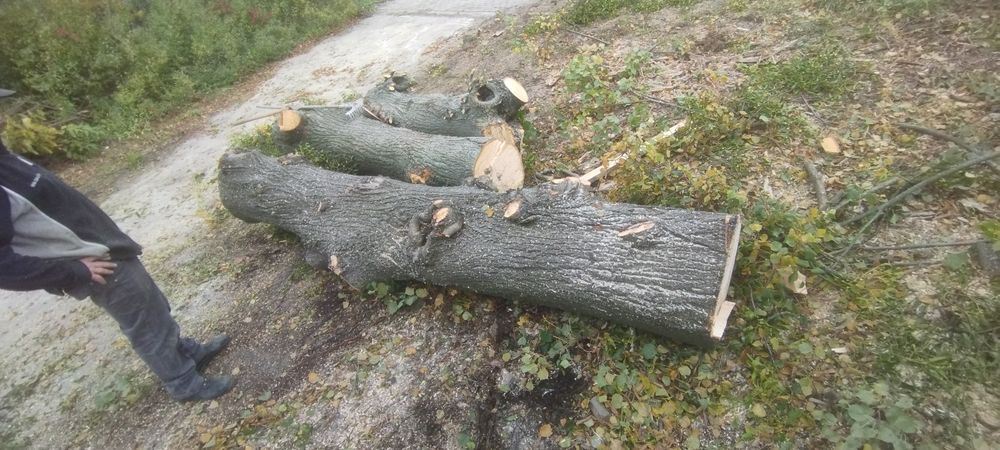 Sprzedam drewno lipy drobnolistnej duże drzewo