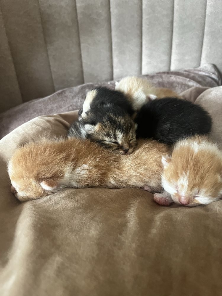 4 kocięta po persie szynszylowym