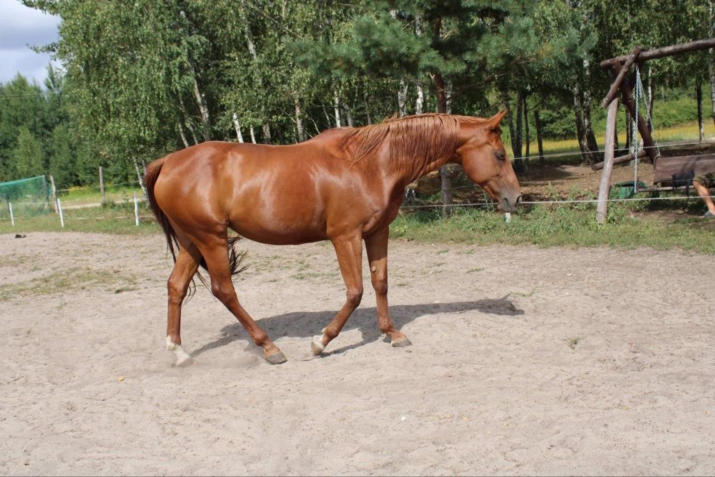 Klacz polski koń sportowy