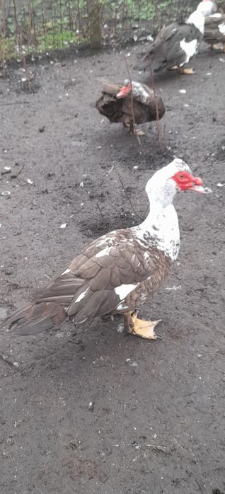 Продам мускусных уток