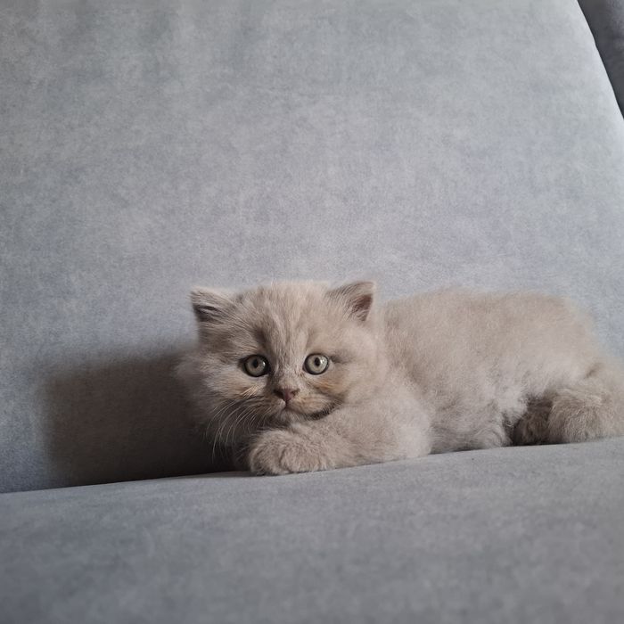 Liliowa długowłosa  kotka brytyjska - oryginalny rodowód, Fpl