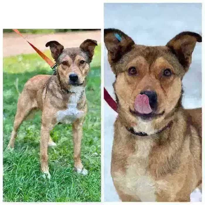 Активный пес Балу, 3 года