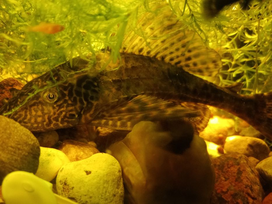 Sprzedam ryby akwariowe