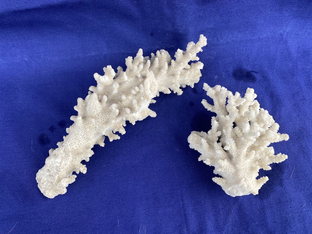 Ramo de Coral Branco - Acropora Florida