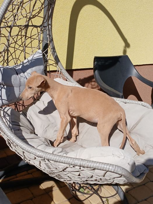 Chart Angielski Greyhound śliczny piesek
