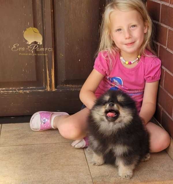 Suczka szpic miniaturowy pomeranian ZKwP FCI