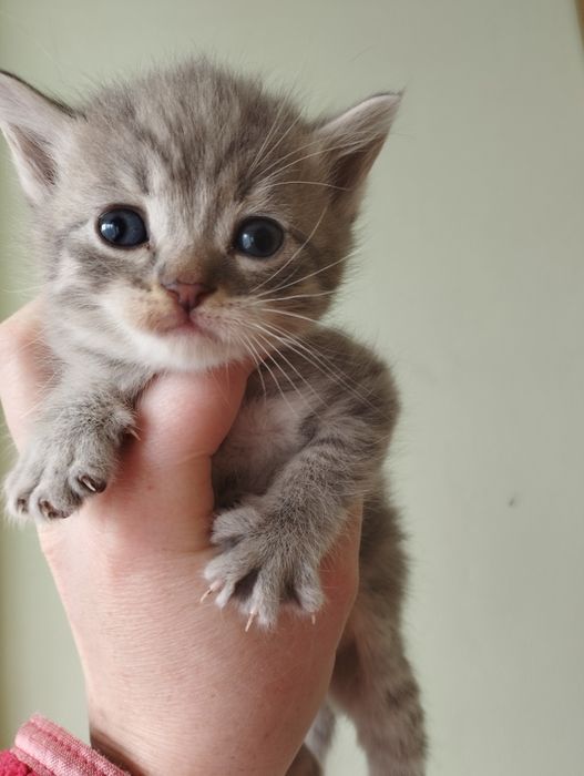 Маленькі пухнастики