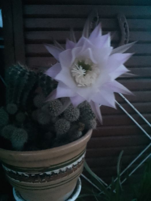 Кактус ехінопсис.