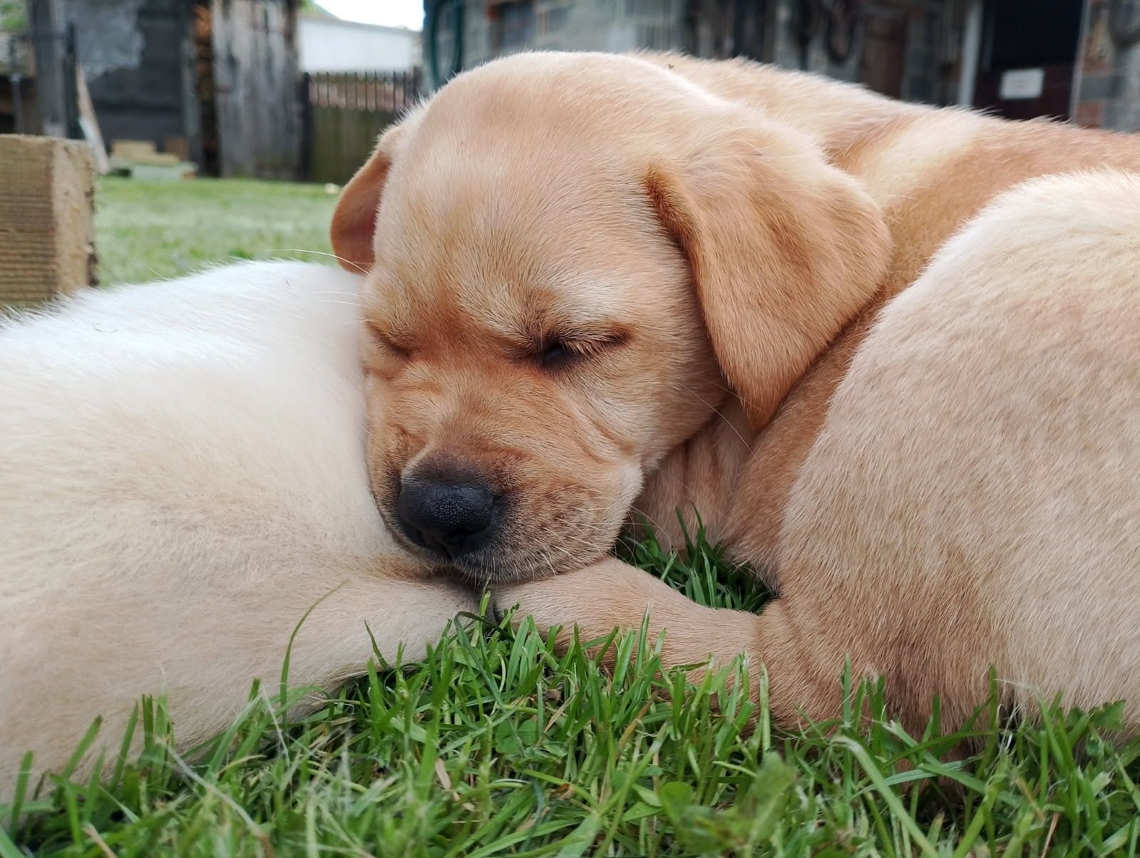Labrador Retriever suczka