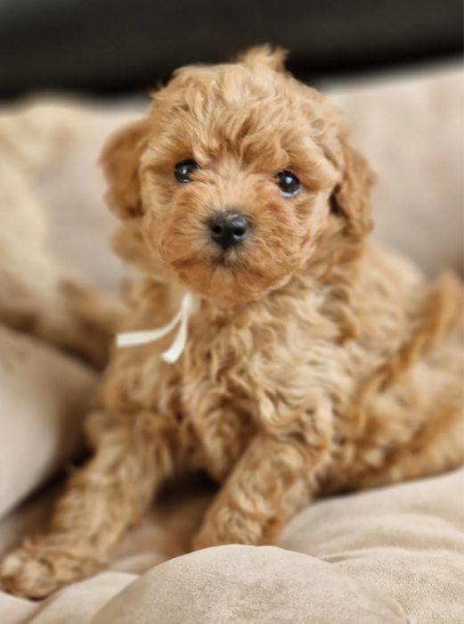 Міні Мальтипу Київ — супер миле, мініатюрне! Мальтипушечки