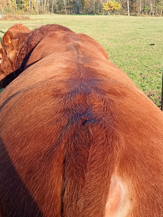 Sprzedam byka limousine