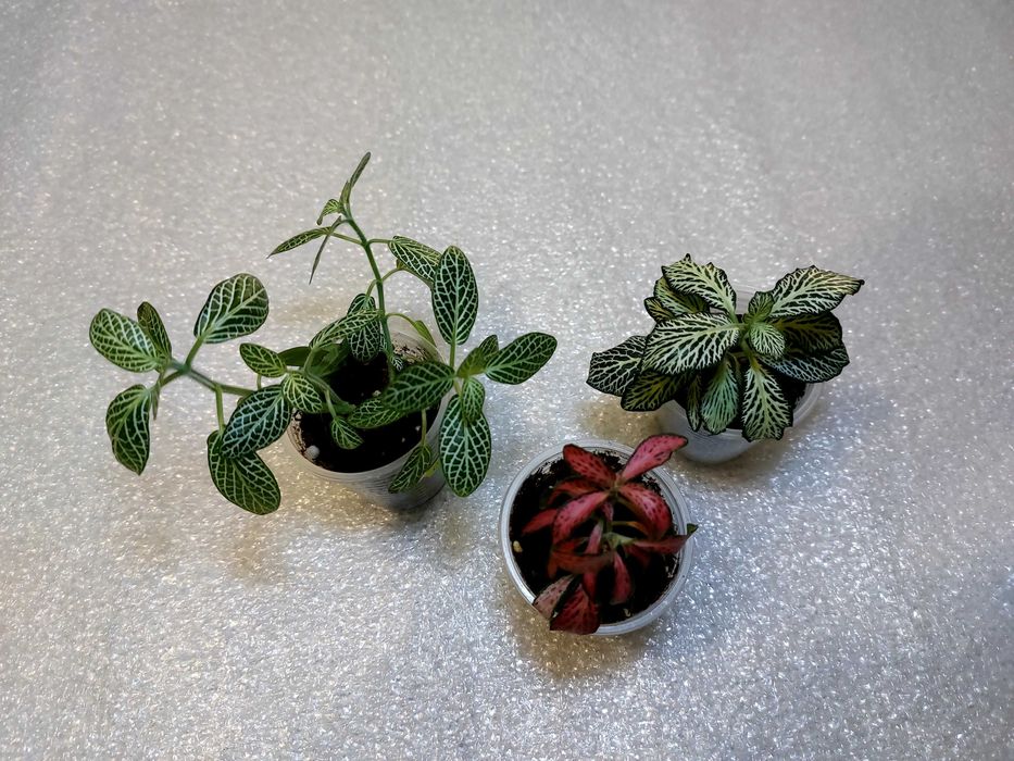 Фітонія (фіттонія), набір