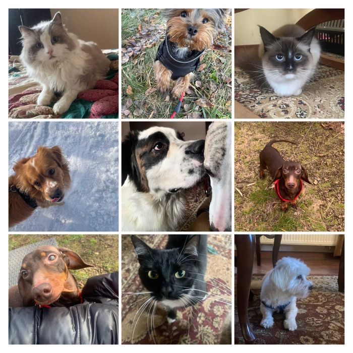 Hotel dla psów, kotów, królików, gryzoni i innych zwierząt