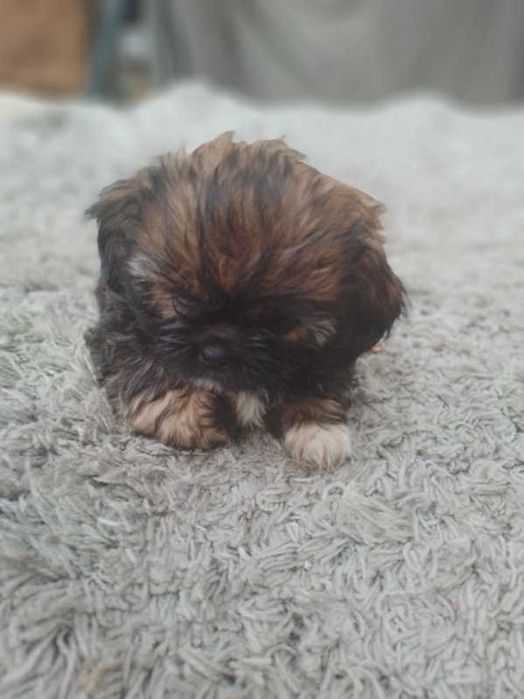 Szczeniaki Shih tzu