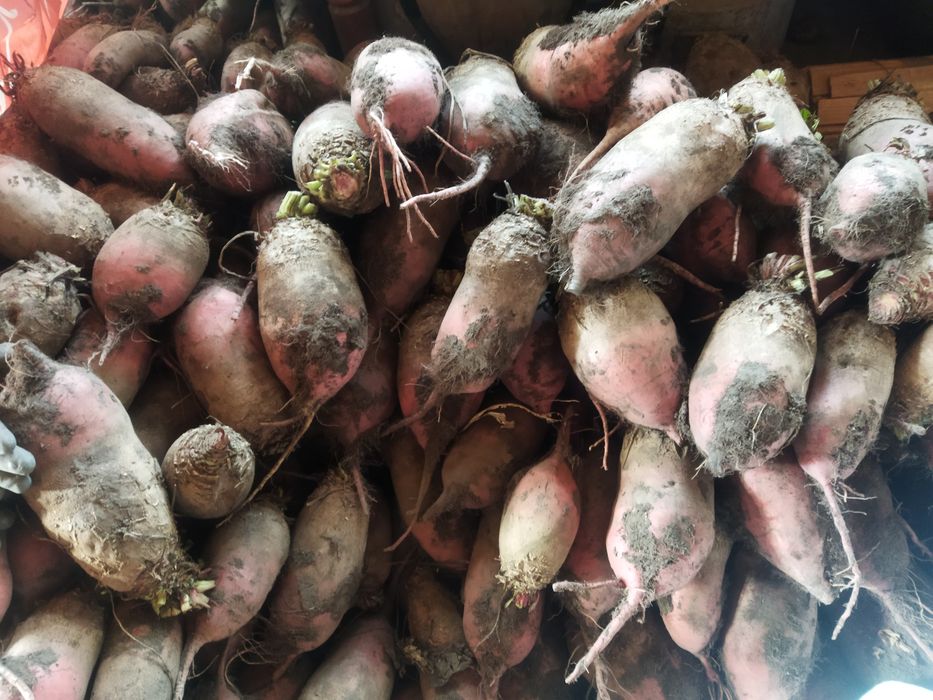 Продам Кормові буряки