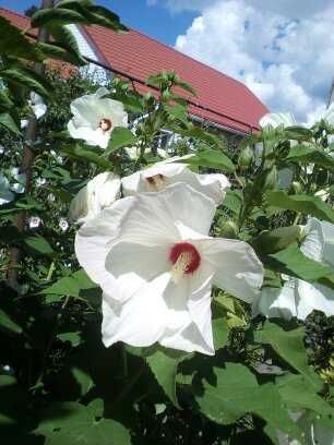 продаю травянистые  гибискусы